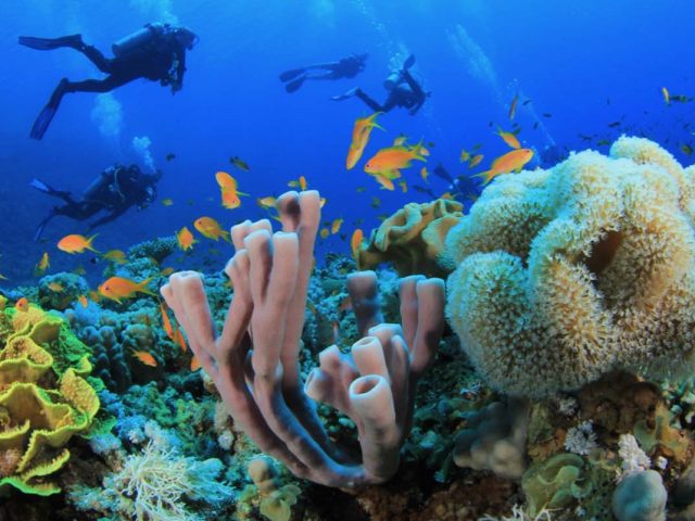 Exploring the Wonders of Coral Reefs: Diving Adventures in the Maldives